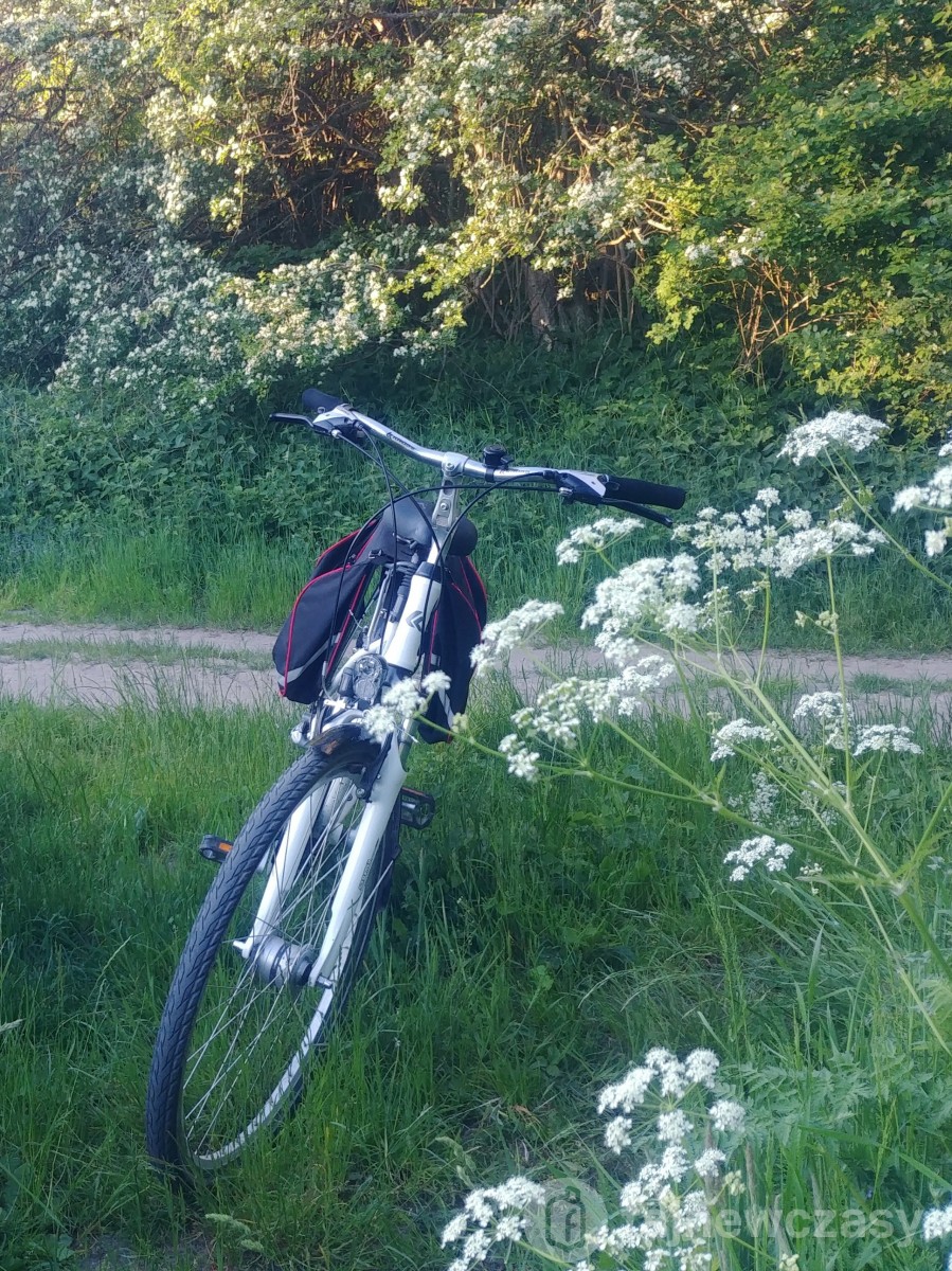 Rower wśród traw i kwiatów przy lesie